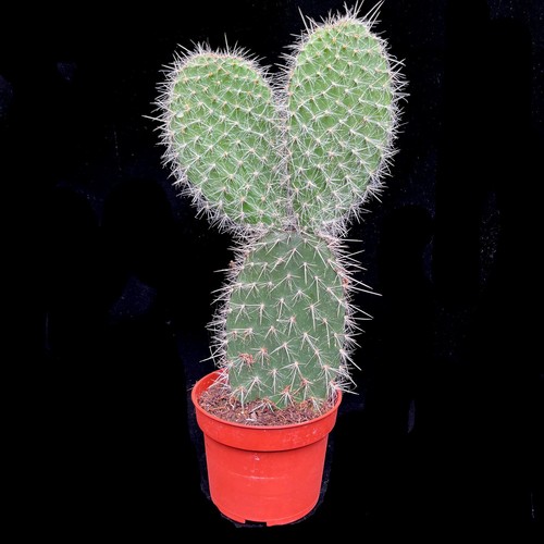 Opuntia pylana prickly - pylana, pear