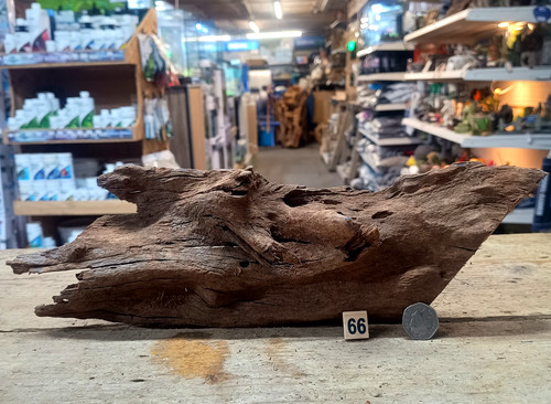 Medium natural bogwood - medium,