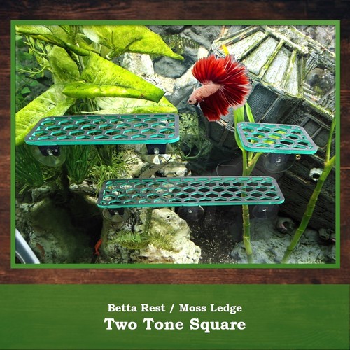 Aquarium shelf plant ledge - plant,