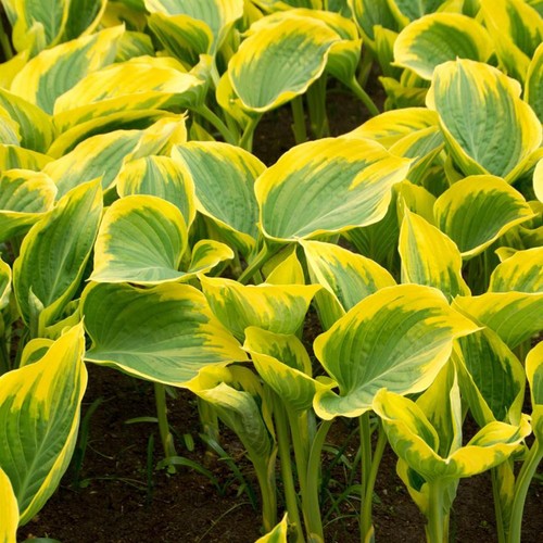 Perfect plants hosta - plants,