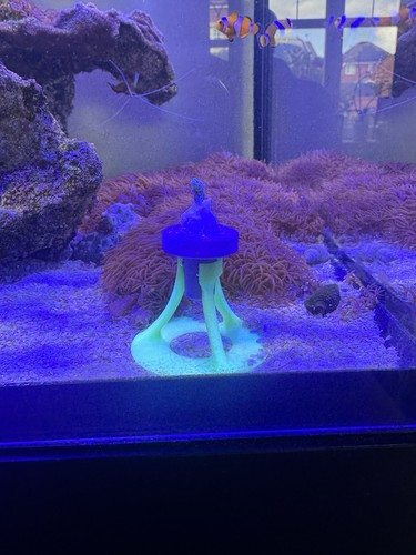 Neon reef coral frag - x,