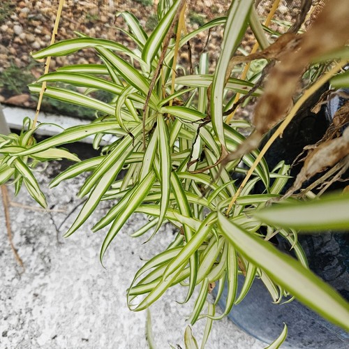 Spider plant ready root - spider,