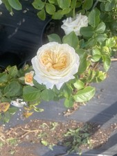 Angel Delight,Exclusive New