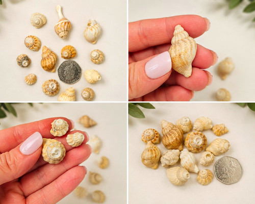 Mirl natural mini seashells - mirl,