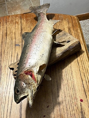 Vintage taxidermy trout - vintage, with