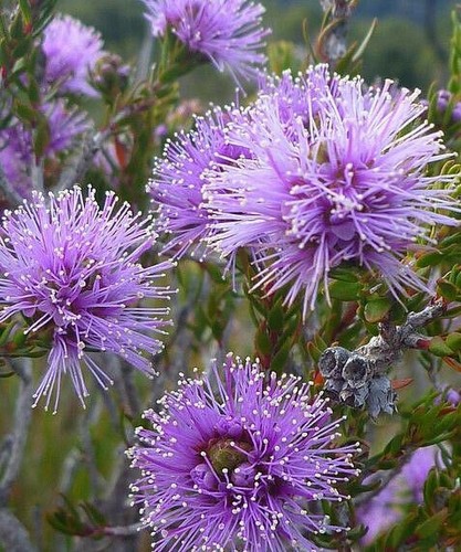 Melaleuca gibbosa honey - melaleuca, myrtle