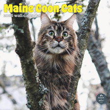 Maine Coon Cats Calendar 2026