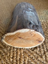  Yew Wood Log for Wood Turning Carving Crafts Projects