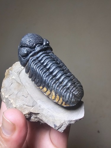 65mm fossil trilobite - fossil,