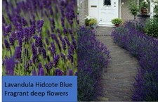 3x Lavandula Hidcote Blue flowers fragrant English lavender shrubs hedge plants