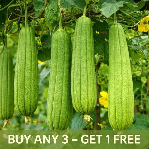 Vegetable seeds gourd 20 - gourd,