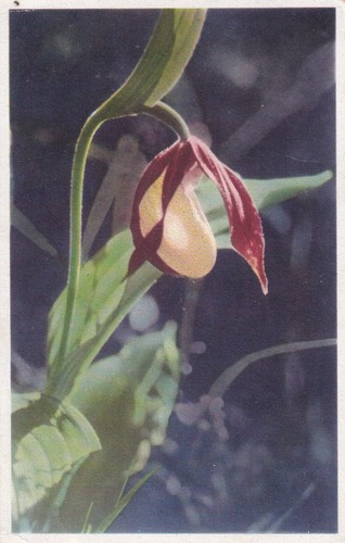Postcard cypripedium - postcard,