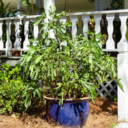 Dwarf fig tree little miss - dwarf,