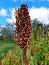 Red's Red Sweet Sorghum - Sorghum bicolor - 25+ seeds - Graines - Samen - Sh 034