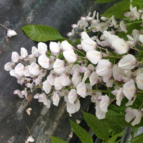 Wisteria floribunda rosea - wisteria,