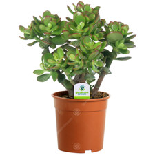 Crassula ovata plant - plant,