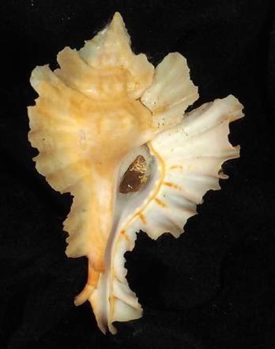 Murex huttoniae very rare
