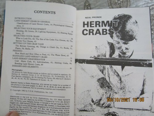 Land hermit crabs - hermit,