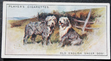 OLD ENGLISH SHEEPDOG  Vintage 1924 Illustrated Dog Card  LE02M