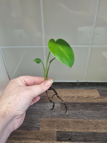 Monstera deliciosa swiss - monstera,