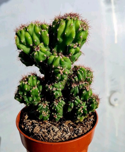 Cereus peruvianus monstrose - f.,