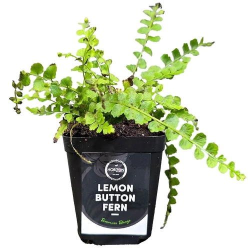 Lemon button fern - button,
