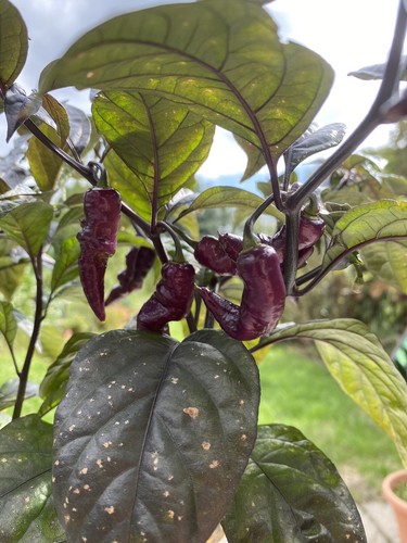 Rare pink tiger - rare, seeds