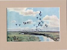 Peter Scott  ~ Pinkfeet At High-Noon ~ Genuine Original Vintage Print 1942