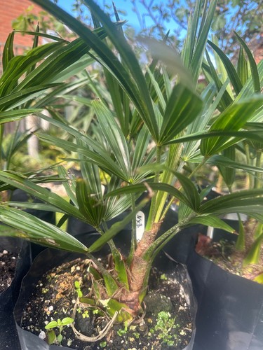 Trachycarpus nainital - nainital, x