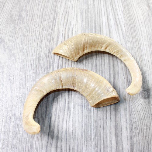 Sheep horns 9458 - 2,