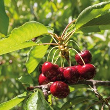 T&M Mini Fruit Tree Patio Potted Garden Plants Apple Pear Plum Cherry 9cm Pots