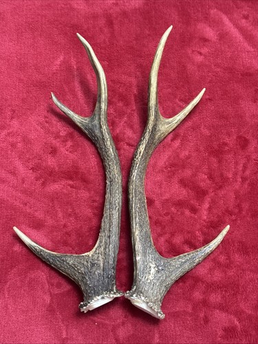 Pair sika deer antlers - of,