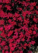 Dianthus deltoides 'Confetti