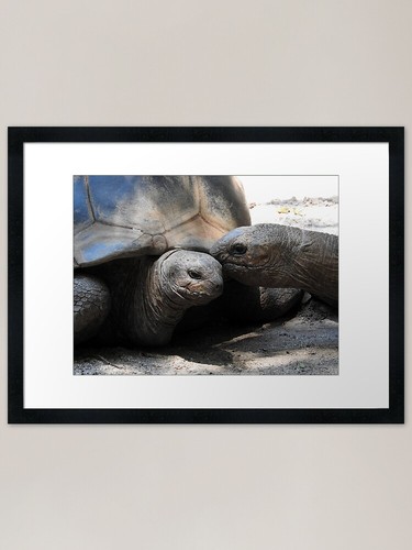 Aldabra giant tortoises framed - giant,