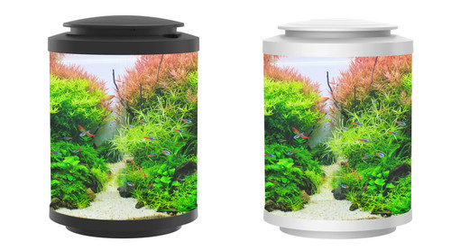 Betta choice acrylic cylinder - betta,