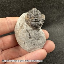 Gerastos sp. trilobite fossil