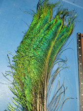 Jumbo Peacock Sword 12 to 14