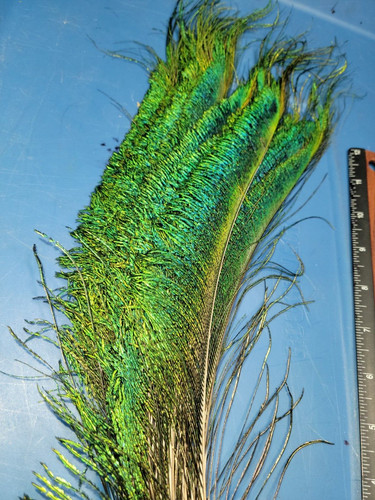 Jumbo peacock sword 14 - jumbo,