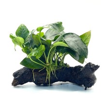 Anubias barteri var. nana on