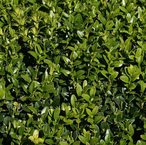 10x buxus sempervirens box - buxus,
