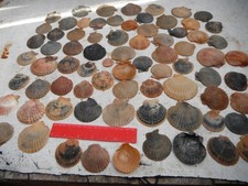 large job lot of 75 N.Wales