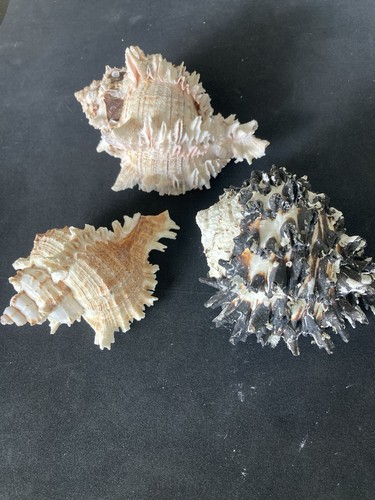Vintage murex shell job - shell, lot