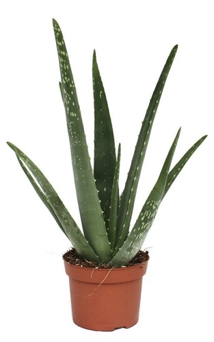 Aloe vera barbadensis - aloe,