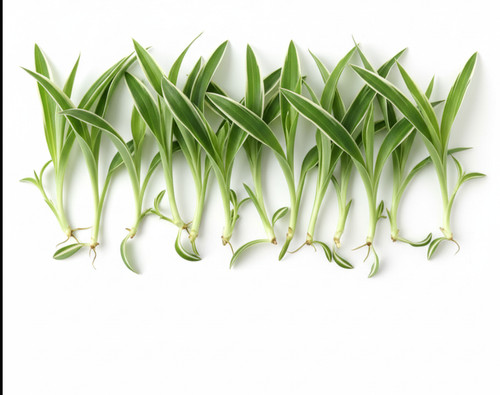 Cuttings green spider - green,