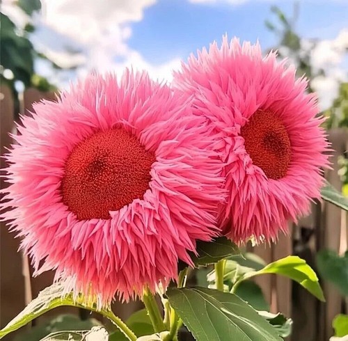 20x bright pink - 20x, teddy