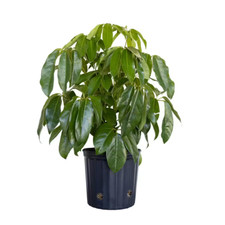 Schefflera Amate Umbrella