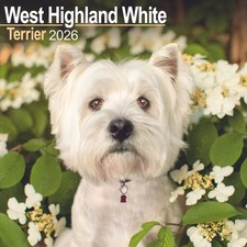 West Highland White Terrier Wall Calendar 2026