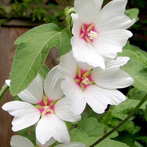 Lavatera barnsley baby - 3, baby'