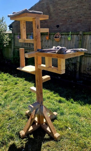 Cat tree ideal - tree, for