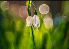 Meyer-Optik Gorlitz Orestegor